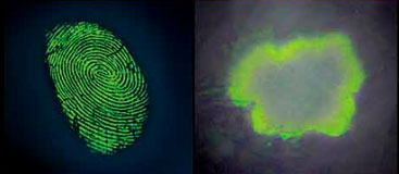 科学捜査用ライト（ALS）